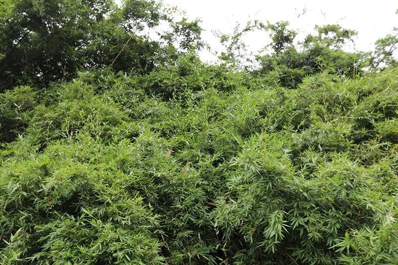 绿水青山，联翩而至，意昂22018云浮之旅